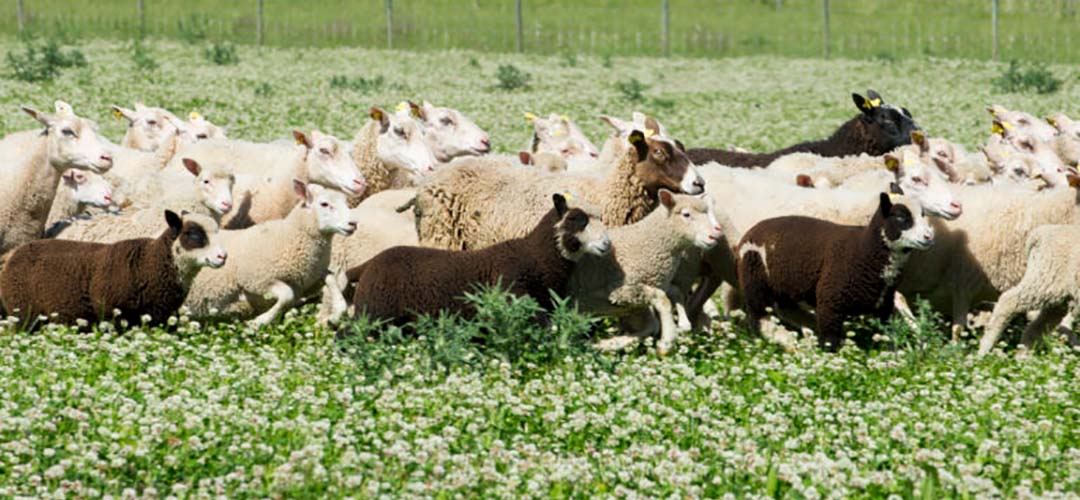 Nu &auml;r v&aring;rlammen h&auml;r!