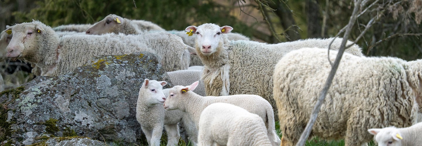 Välkommen till Kötthallen Sorunda