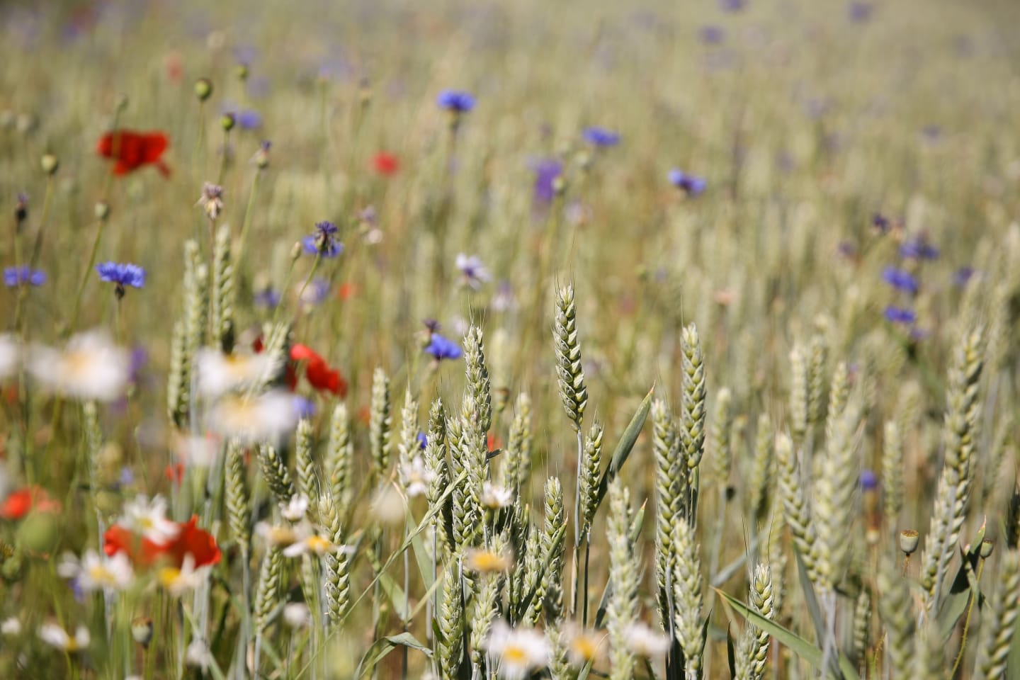 Resurseffektiv verksamhet