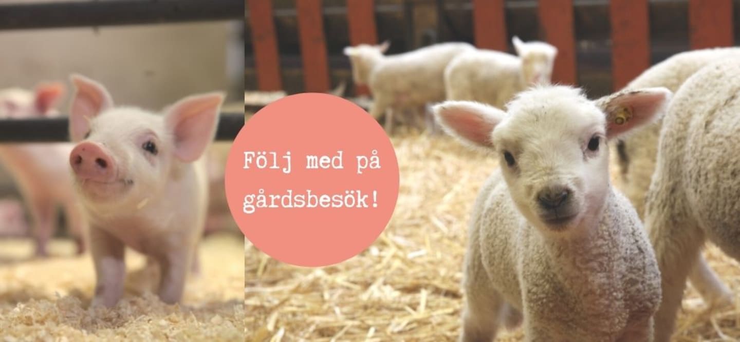 Dags för lamm- & grisresa