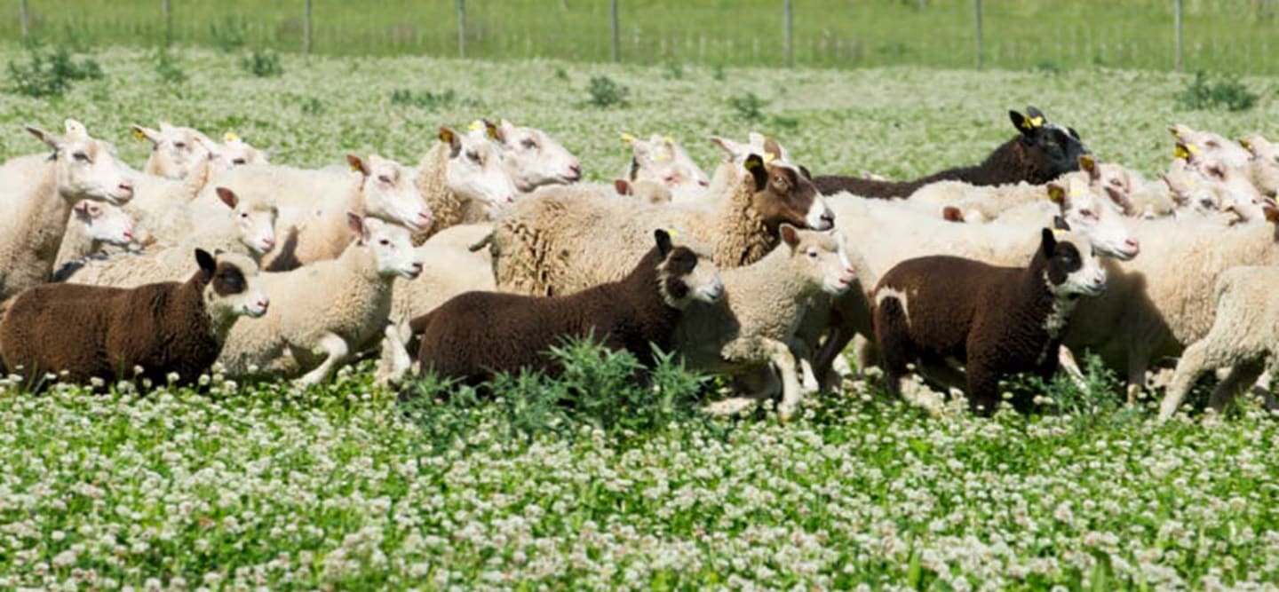 Nu är vårlammen här!