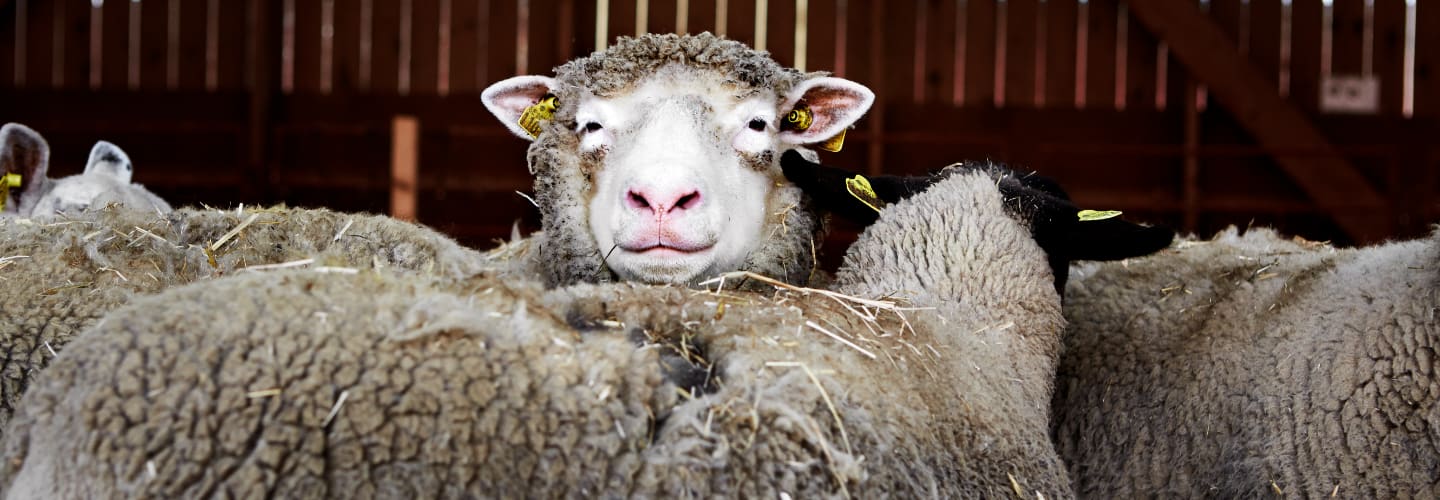 Välkommen till Kötthallen Sorunda