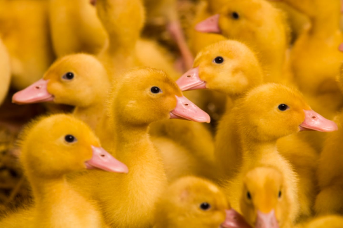 Träffa någon av våra fantastiska producenter